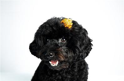 《雷霆沙赞！众神之怒》发布“回归”版预告 3月17日上映